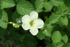 Asystasia gangetica